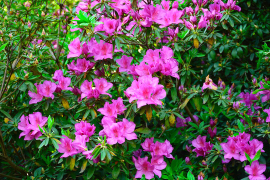 镇江南山杜鹃花