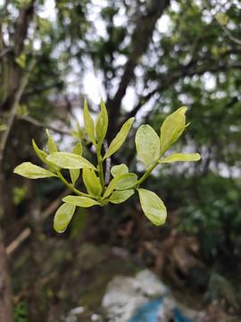 枣树嫩叶