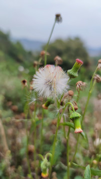 野茼蒿