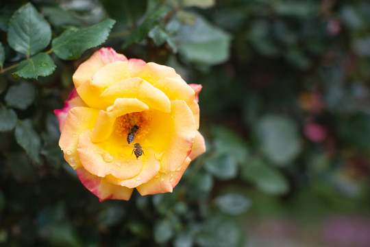 黄色月季花与蜜蜂