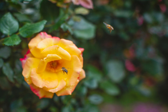 黄色月季花与蜜蜂