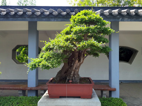 枯禅古榆树盆景