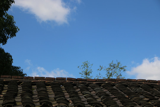 屋顶与植物