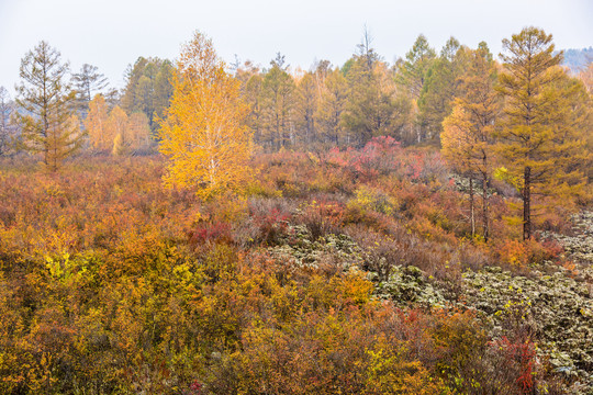 火山熔岩地貌秋季森林