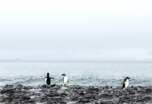 南极海边企鹅图片