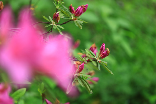 杜鹃花