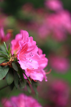 杜鹃花