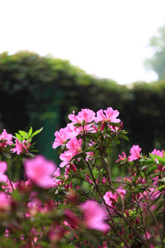 杜鹃花