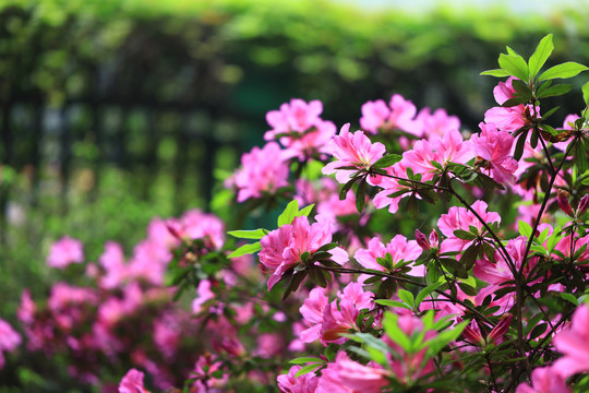 杜鹃花