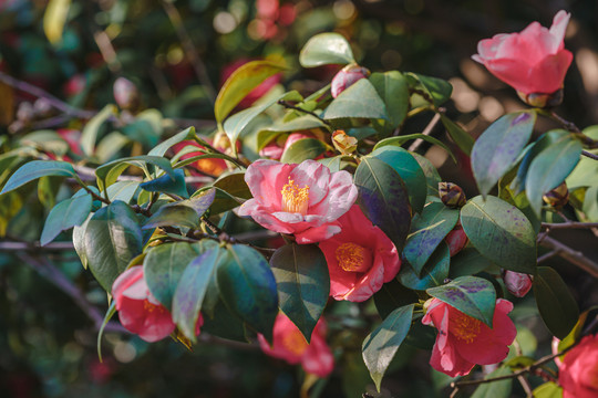 山茶花