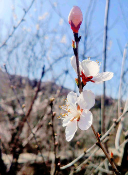 一枝梅花