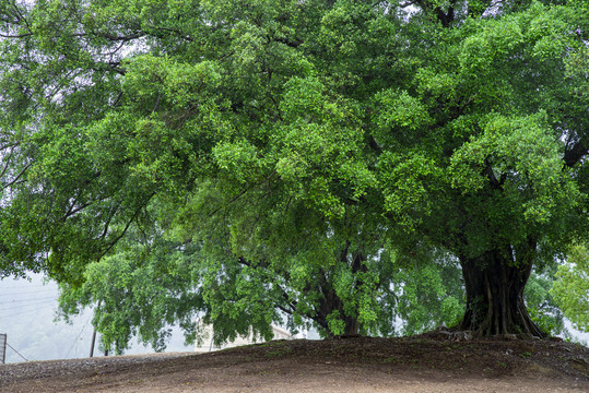 枝繁叶茂绿色大树