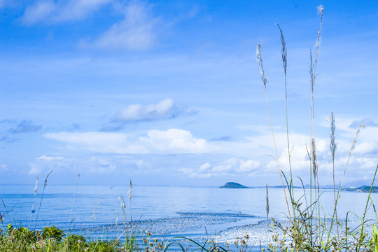 镇海角海边芦苇荡