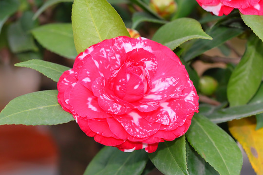 山茶花红山茶花