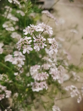 芫荽花