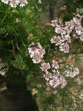 芫荽花