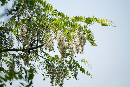 槐花