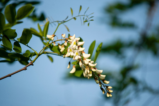 洋槐花