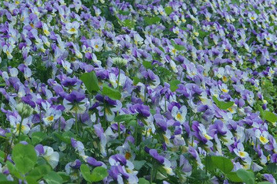 春天香堇菜花海