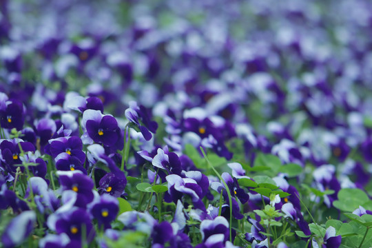 香堇菜花