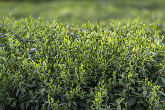 茶树嫩叶图片