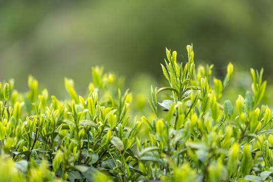 嫩绿毛尖茶叶图片