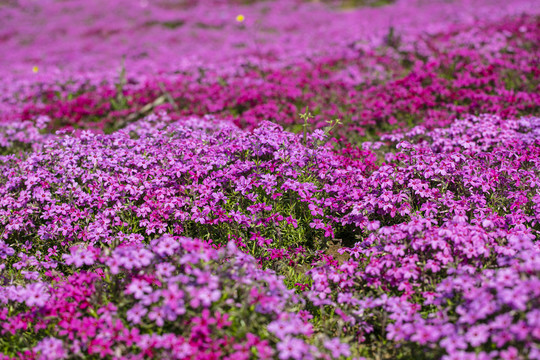 芝樱花花丛满山遍野