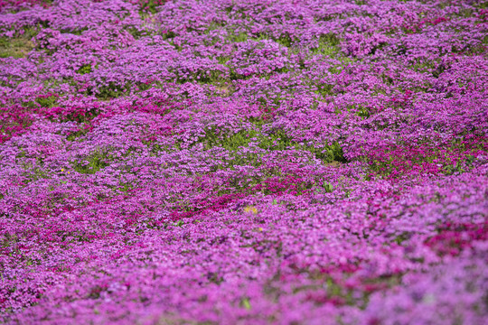 芝樱花花丛满山遍野