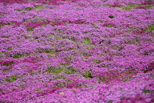 芝樱花花丛满山遍野