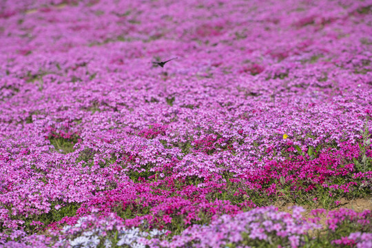 芝樱花花丛满山遍野