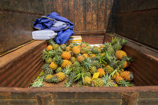 农用拖拉机上的菠萝