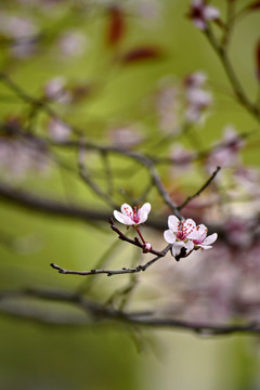 紫叶李