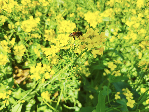 蜜蜂采蜜油菜花