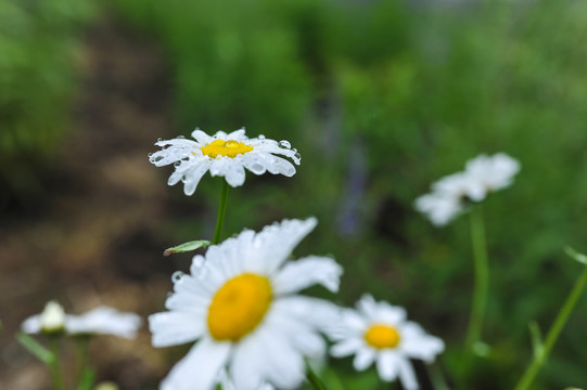 雏菊花