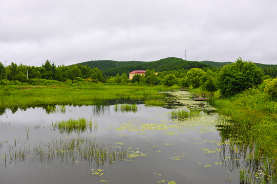 湿地水塘植被