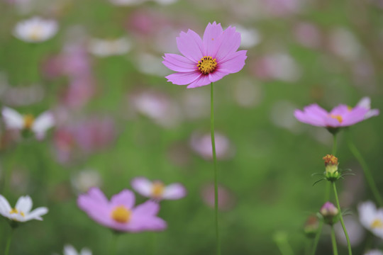 格桑花