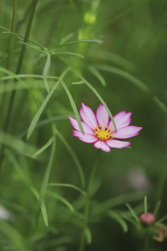 格桑花