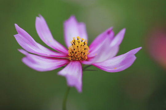 格桑花