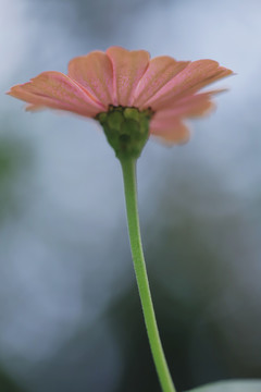 百日菊