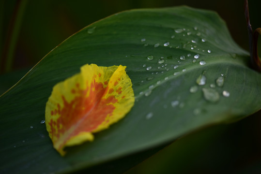 叶子雨漏