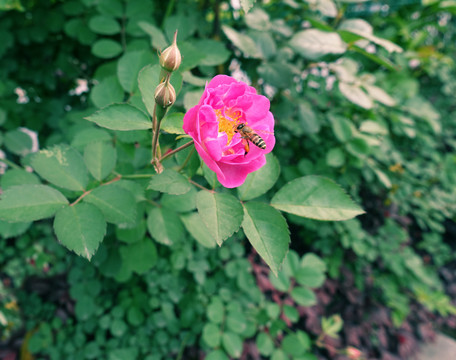 玫瑰花