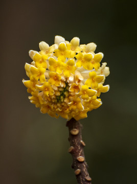 结香花特写