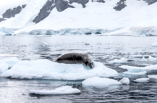 南极冰层上的海豹