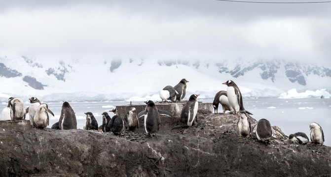 南极企鹅群风景