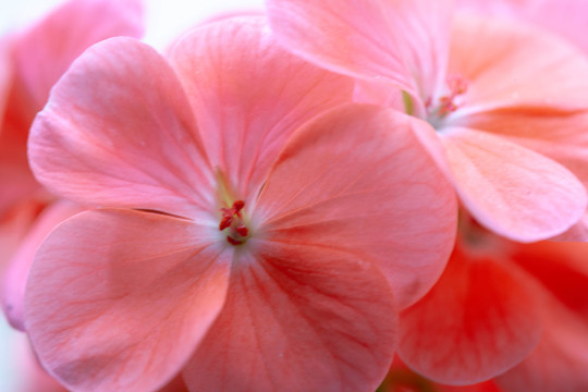 粉色玫瑰海棠花