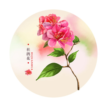 杜鵑花