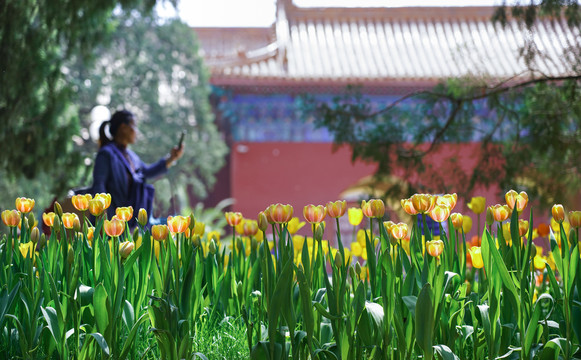 北京中山公园郁金香