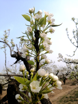 梨花鲜花