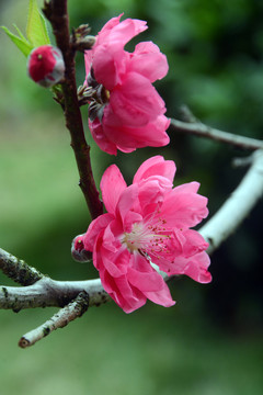 春天桃花开