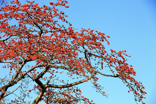 木棉花